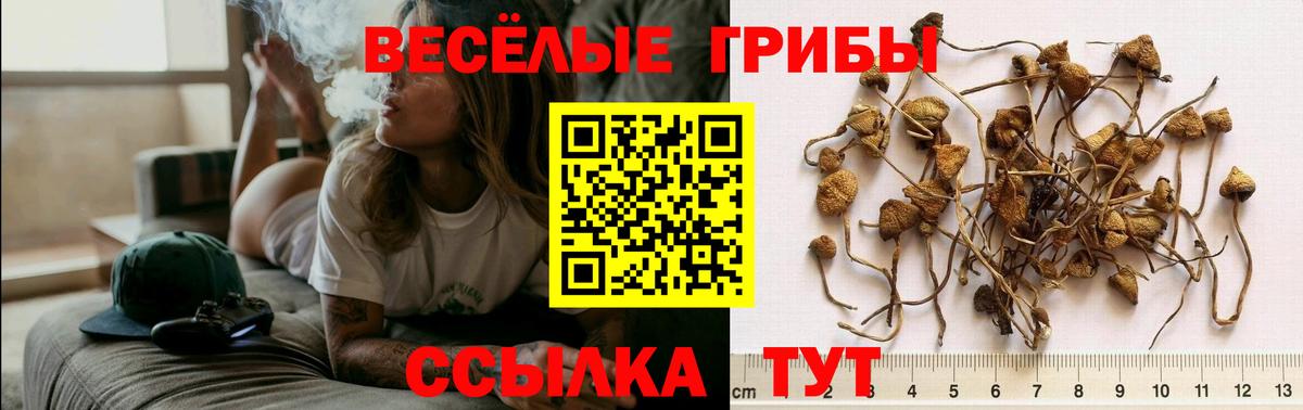 Асино  Галлюциногенные грибы GOLDEN TEACHER  Вход с VPN 